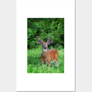 Spring Buck - White-tailed deer Posters and Art